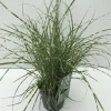 ohgreen Miscanthus sinensis Little Zebra ( Prachtriet )