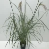 ohgreen Miscanthus sinensis Malepartus ( Prachtriet )