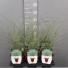 ohgreen Miscanthus sinensis mornin light