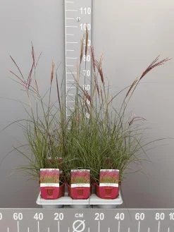 ohgreen Miscanthus sinensis red chief