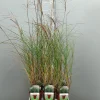 ohgreen Miscanthus sinensis silbersp