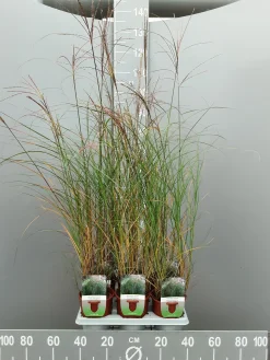 ohgreen Miscanthus sinensis silbersp
