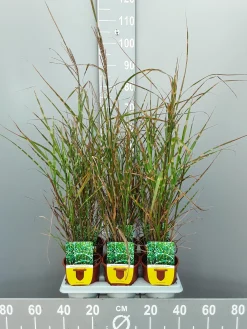 ohgreen Miscanthus sinensis strictus