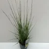 ohgreen Molinia caerulea Moorhexe ( Pijpenstrootje )
