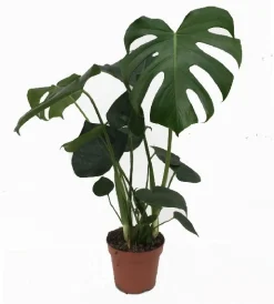 ohgreen Monstera deliciosa