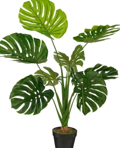 ohgreen Monstera in pot