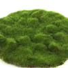 ohgreen Mosschijf marchantiophyta m