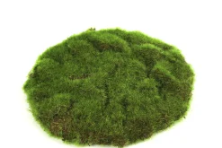 ohgreen Mosschijf marchantiophyta s