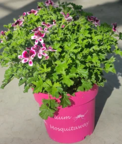 ohgreen Muggenwerende plant muggenweg p14