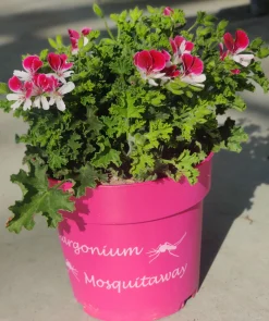 ohgreen Muggenwerende plant muggenweg p14