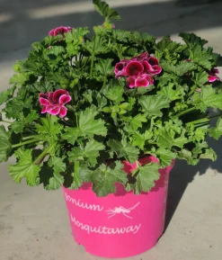 ohgreen Muggenwerende plant muggenweg p14