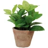ohgreen Munt in pot