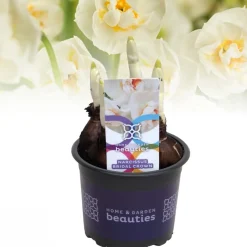 ohgreen Narcis bridal crown