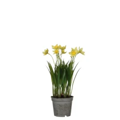ohgreen Narcis in gele plastic pot - h26xd8,5cm