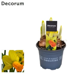 ohgreen Narcis jetfire