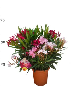 ohgreen Oleander struik p22 h70