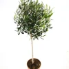 ohgreen Olijfboom op stam p 23cm h 110cm