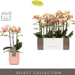 ohgreen Orchidee Phalaenopsis molise roze 3 takken