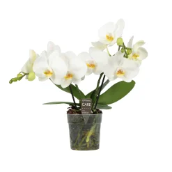 ohgreen Orchidee Phalaenopsis shorty white spike