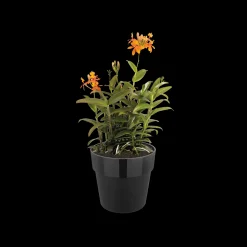 ohgreen ORIGINAL ROND 25CM LIVING BLACK