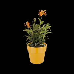 ohgreen ORIGINAL ROND 25CM OKER