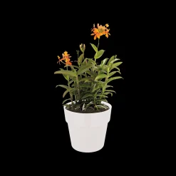 ohgreen ORIGINAL ROND 16CM WIT