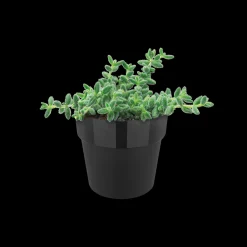 ohgreen ORIGINAL ROND MINI 7CM LIVING BLACK