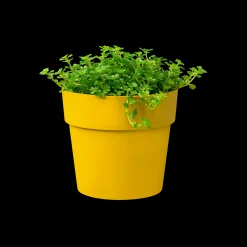 ohgreen ORIGINAL ROND MINI 7CM OKER