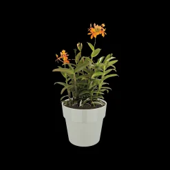 ohgreen ORIGINAL ROND MINI 7CM WARM GRIJS