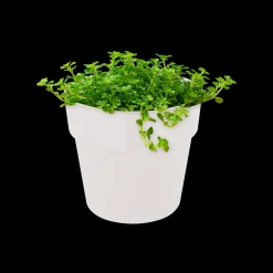 ohgreen ORIGINAL ROND MINI 11CM WIT