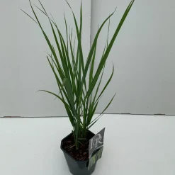ohgreen Panicum Northwind ( Vingergras )