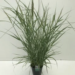 ohgreen Panicum virgatum Prairie Sky ( Parelgierst of Vingergras )