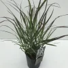 ohgreen Panicum virgatum Squaw ( Parelgierst )
