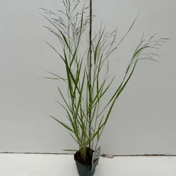 ohgreen Panicum virgatum Squaw ( Parelgierst )