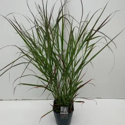 ohgreen Panicum virgatum Squaw ( Parelgierst )