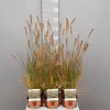 ohgreen Pennisetum alopecuroides Hameln