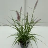 ohgreen Pennisetum orientale Karley Rose ( Lampepoetser )