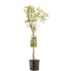 ohgreen Perenboom pyrus communis triomphe de vienne laagstam