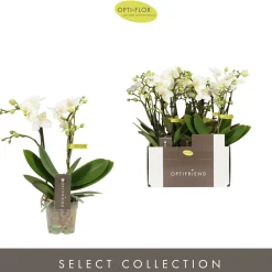 ohgreen Phalaenopsis 2 tak sandra wit p7 h25