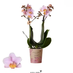 ohgreen Phalaenopsis 2 tak 'andora' roze