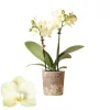 ohgreen Phalaenopsis 2 tak mexico geel