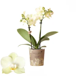 ohgreen Phalaenopsis 2 tak mexico geel