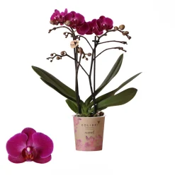 ohgreen Phalaenopsis 2 tak 'moreli' paars