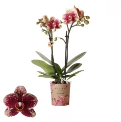 ohgreen Phalaenopsis 2 tak spain rood/geel