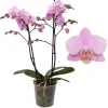 ohgreen Phalaenopsis beauty 2 bloemstelen