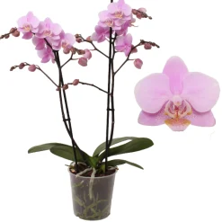 ohgreen Phalaenopsis beauty 2 bloemstelen