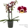 ohgreen Phalaenopsis cascade Tessa Easter 2 bloemstelen