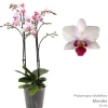 ohgreen Phalaenopsis mambo 2 bloemstelen