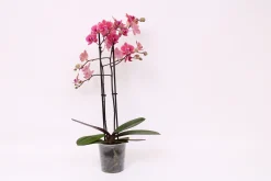 ohgreen Phalaenopsis piper 2 bloemstelen
