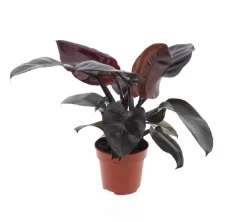 ohgreen Philodendron Black Cardinal